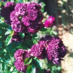 Bleu Magenta / Блю Маджента